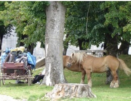 tochtje met paard en wagen